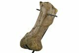 Triceratops Metatarsal (Foot Bone) - Montana #129943-5